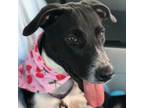 Adopt Darla a Labrador Retriever
