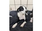 Adopt A171909 a Pointer, Mixed Breed