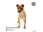 Adopt BLOSSOM a Rat Terrier