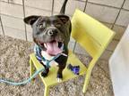 Adopt LUNA a Staffordshire Bull Terrier