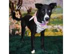 Adopt Kona a Black Labrador Retriever