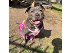 Adopt Bella a Staffordshire Bull Terrier