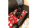Adopt LAYLA a Poodle