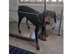 Adopt TALLULAH a Doberman Pinscher