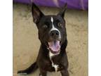 Adopt LUNA a Border Collie