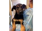 Adopt A690382 a German Shepherd Dog