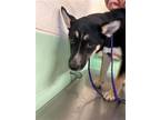 Adopt HAPPY LADY a German Shepherd Dog