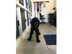 Adopt A690660 a Poodle