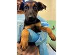 Adopt STELLA a German Shepherd Dog