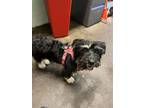 Adopt MILEENA a Yorkshire Terrier