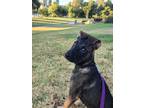 Adopt SONYA a German Shepherd Dog