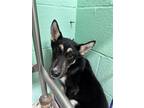 Adopt MANGO a German Shepherd Dog