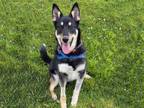 Adopt KELP a Australian Cattle Dog / Blue Heeler, German Shepherd Dog