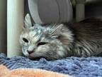 Adopt BABY a Domestic Long Hair