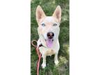 Adopt RUBY ROUNDHOUSE a Siberian Husky, Mixed Breed
