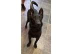 Adopt GLORY a Dutch Shepherd, Belgian Shepherd / Sheepdog