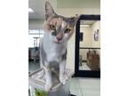 Adopt Sophie a Domestic Short Hair