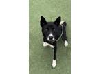 Adopt REMI a Staffordshire Bull Terrier