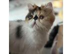 Adopt Floofarini a Persian, Domestic Long Hair