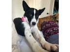 Adopt SERAPHINE a Border Collie