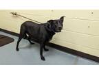 Adopt NANA BEAR a Labrador Retriever, Mixed Breed
