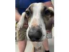 Adopt Prissy a Whippet, Mixed Breed