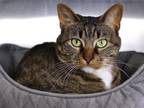 Adopt NOVA a Domestic Short Hair