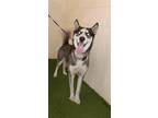 Adopt WINTER a Siberian Husky