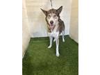 Adopt EMMA a Siberian Husky