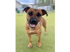 Adopt MADDIE a Black Mouth Cur, Mixed Breed