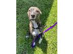 Adopt ZADIE a Pit Bull Terrier, Mixed Breed
