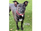 Adopt LUCY a Labrador Retriever, Mixed Breed