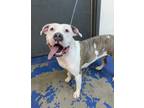Adopt LORELAI a Pit Bull Terrier, Mixed Breed