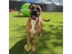 Adopt Daisy Bug a Boxer, Mixed Breed