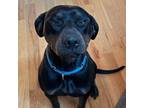 Adopt Nala a Catahoula Leopard Dog