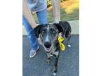 Adopt Ladybug a Catahoula Leopard Dog, Australian Shepherd