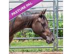 Adopt Pepper a Quarterhorse