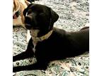 Adopt Perla a Australian Cattle Dog / Blue Heeler