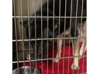 Adopt ARTEMIS a German Shepherd Dog, Mixed Breed