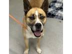 Adopt CECE a Siberian Husky, Pit Bull Terrier