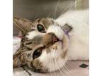 Adopt CELINE a Domestic Short Hair