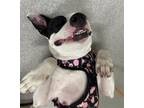 Adopt BELLA a Pit Bull Terrier, Great Pyrenees