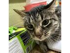 Adopt BINDY a Domestic Short Hair