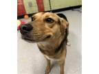 Adopt BONITA a Beagle, Mixed Breed