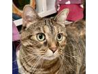 Adopt Hazel 4634 a Domestic Short Hair