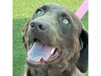 Adopt June a Chocolate Labrador Retriever