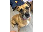 Adopt Nala a Boxer, Labrador Retriever