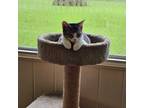 Adopt Sweet Pea a Domestic Short Hair