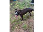 Adopt Sweet Pea a Pit Bull Terrier