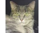 Adopt Lacy a Domestic Short Hair